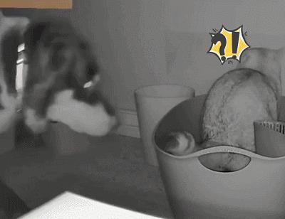 猫咪外出回来总是小心翼翼的,猫咪出走三个月后回来大变样