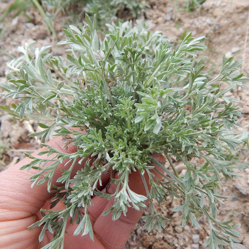 可以吃的野菜大全100种图解,教你认识100种野菜