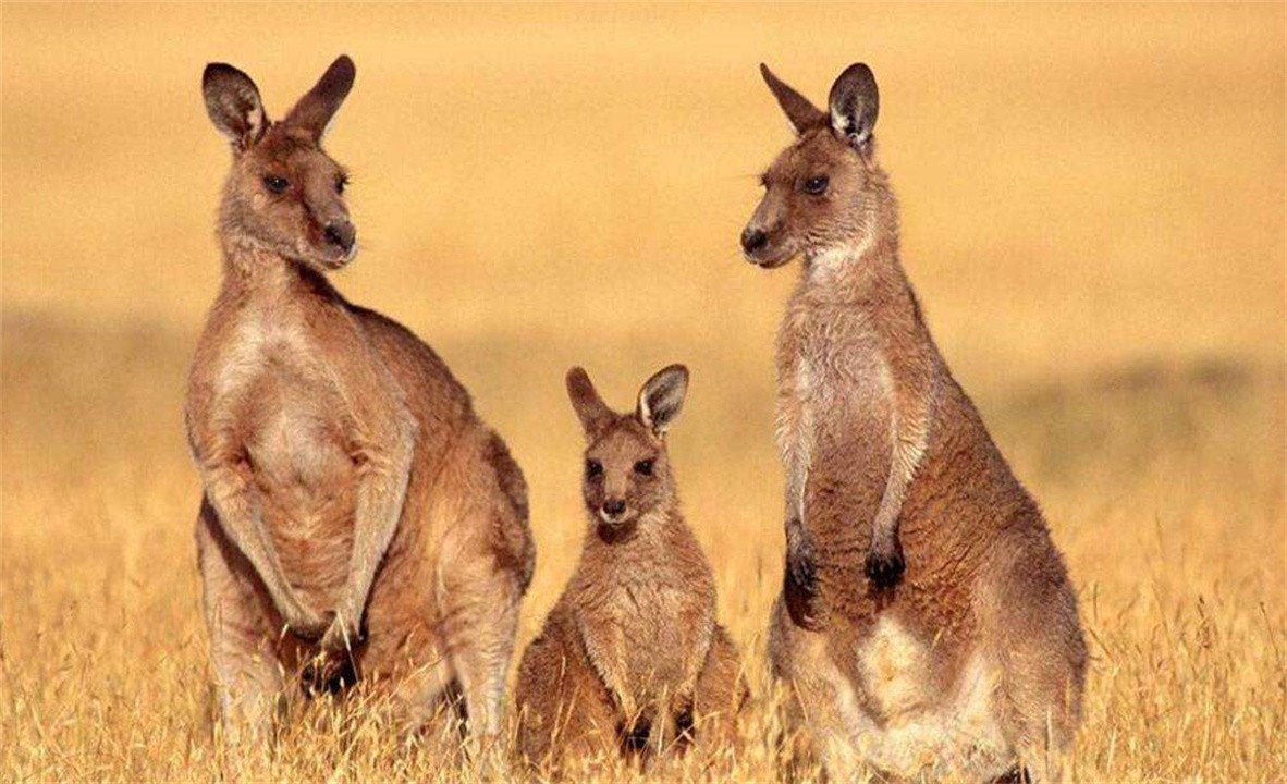 澳大利亚百万骆驼泛滥成灾,澳洲野兔泛滥成灾上演人兔大战