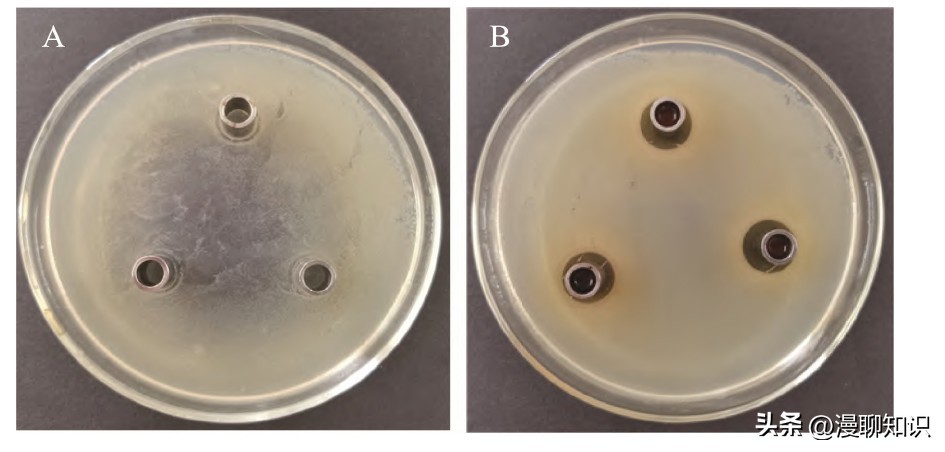 抑制幽门螺旋杆菌的乳酸菌,抑制幽门螺杆菌的乳酸菌