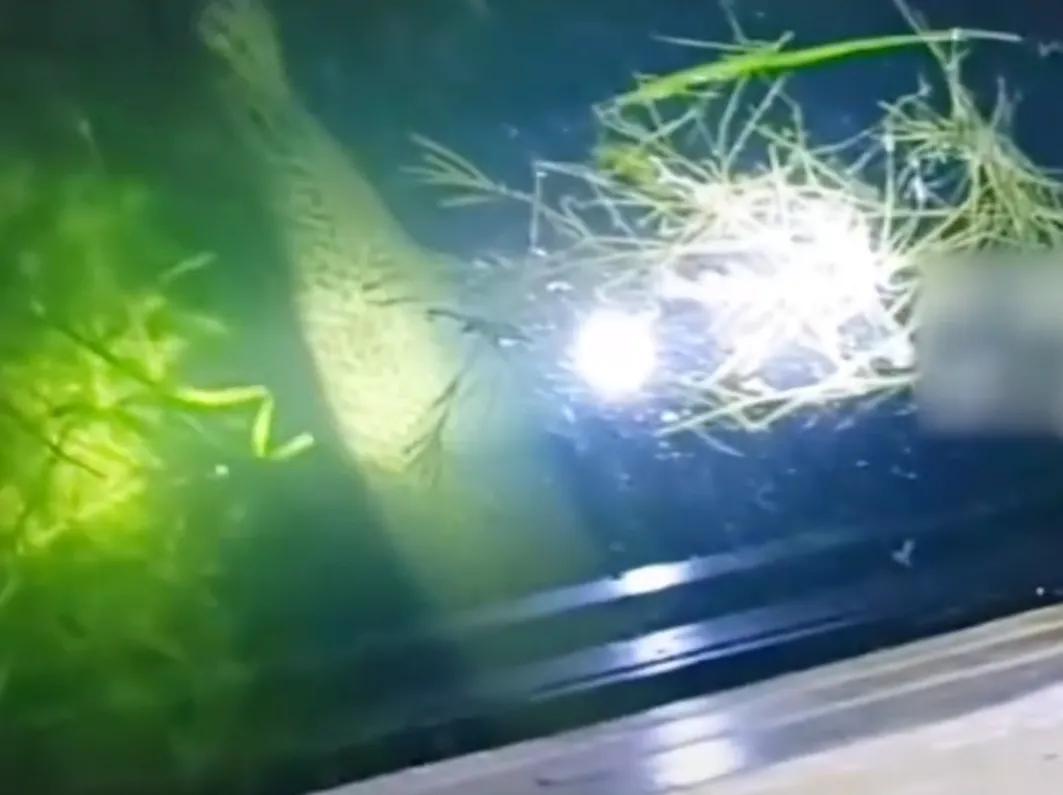 放生是不是真的行善,不要胡乱放生