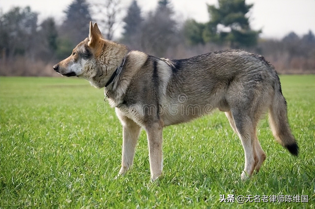 偷狗被咬死主人需要负责任吗,被狗咬死狗主人要担责吗