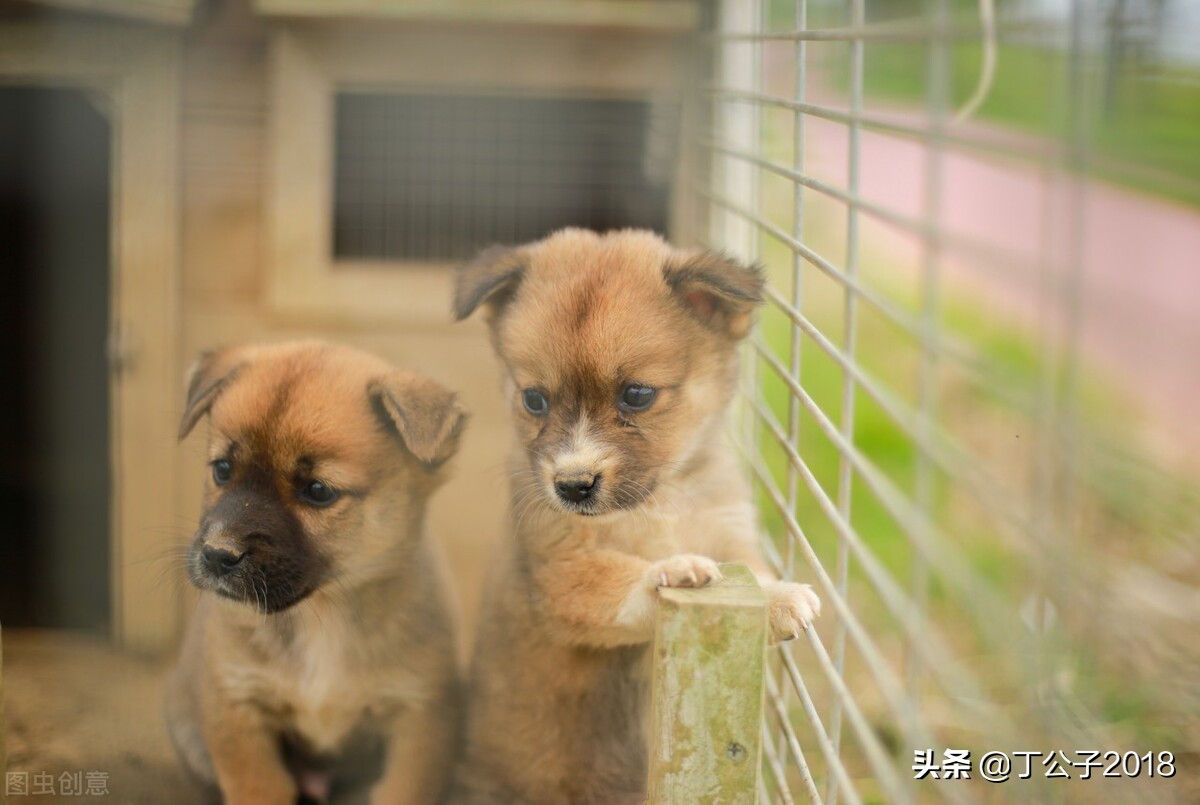 假如猫狗变巨大,假如猫狗和人类互换
