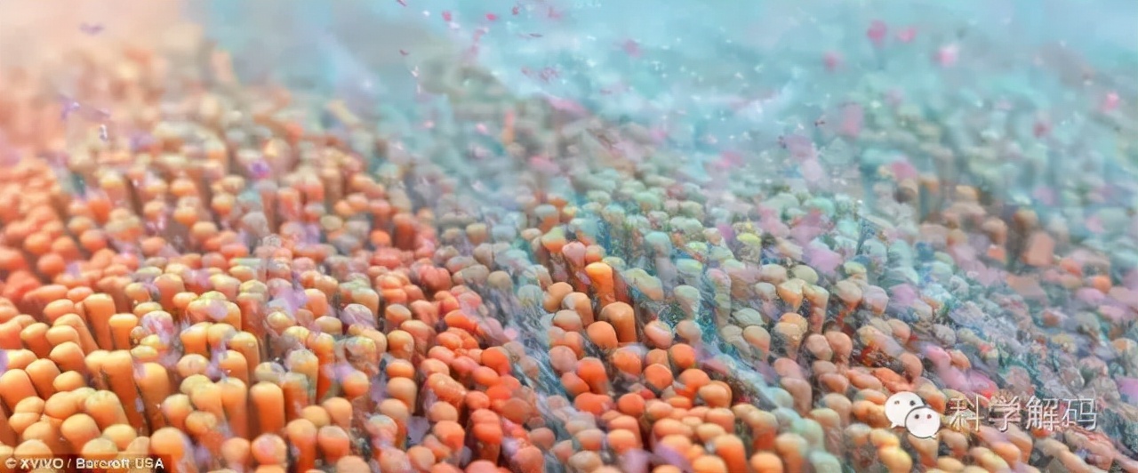 生命体内的微观世界,一滴水放大10000倍后的微观世界