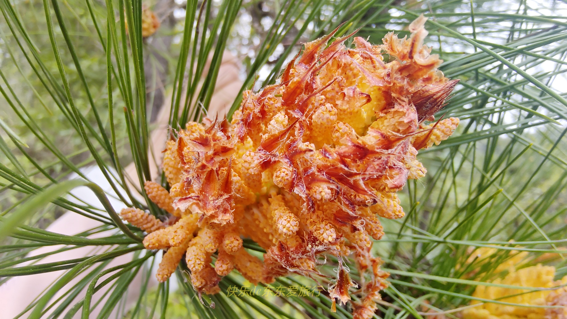 大家纷纷出去赏樱花，我却和老婆偷偷去山里看松树花，收获如何？