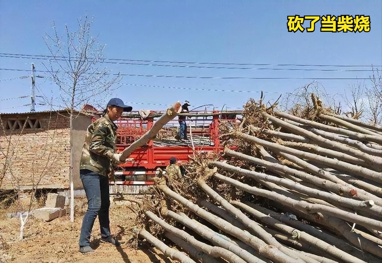 十年前种的树现在能卖多少钱,现在种树什么树值钱