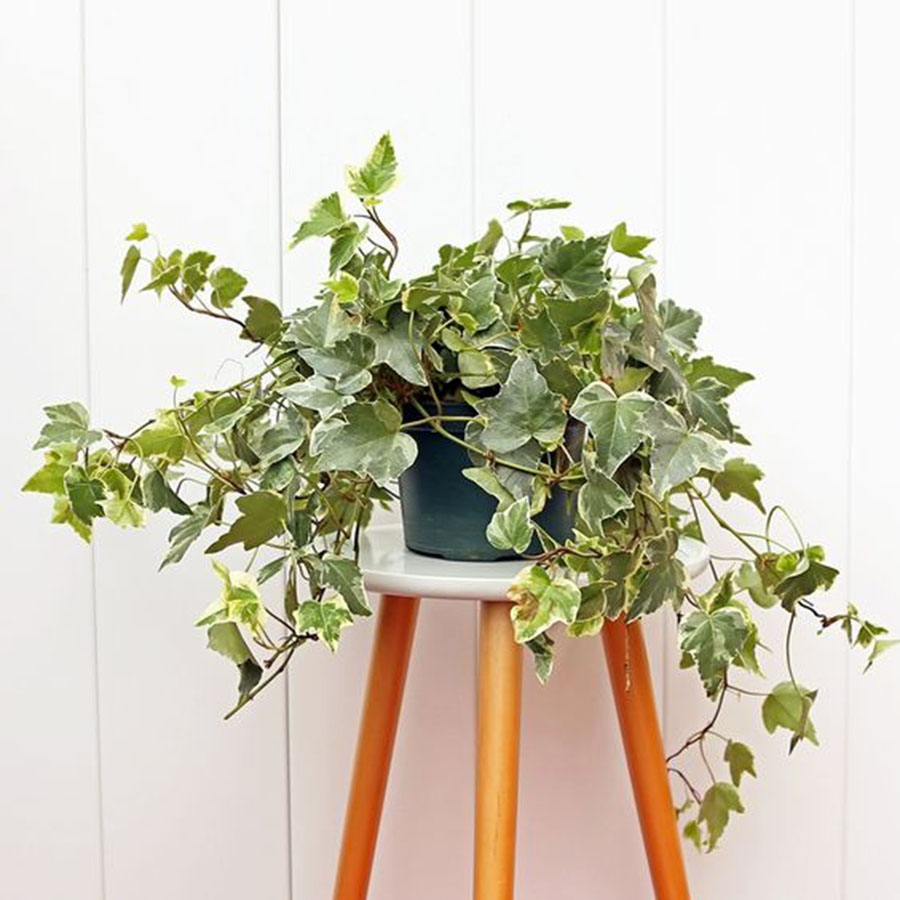 好养无毒的观叶植物,真正皮实好养的观叶植物