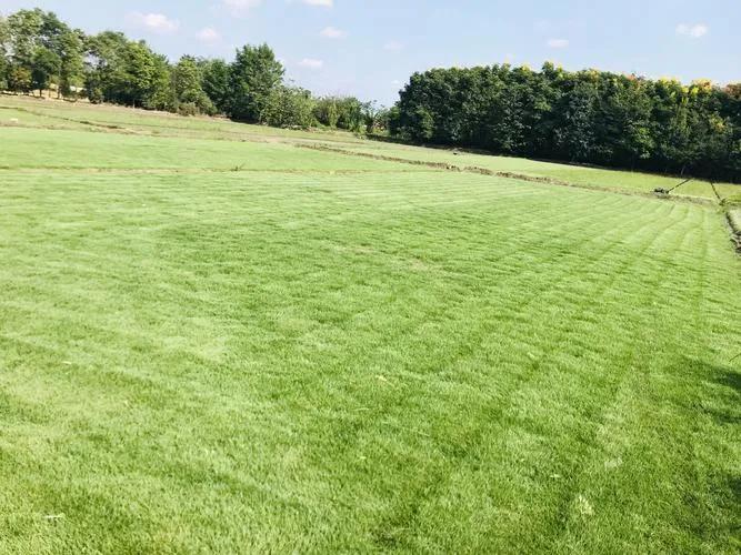 目前种植业种什么能赚钱,种植什么赚钱快成本低不愁销路