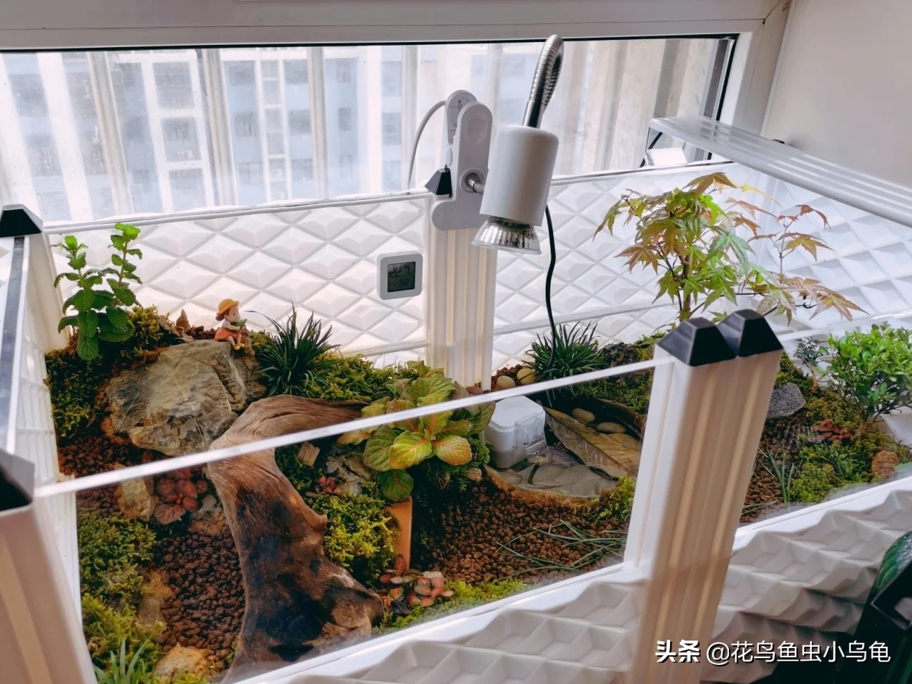 透明周转箱养龟环境布置,养龟不用过滤器怎么布置