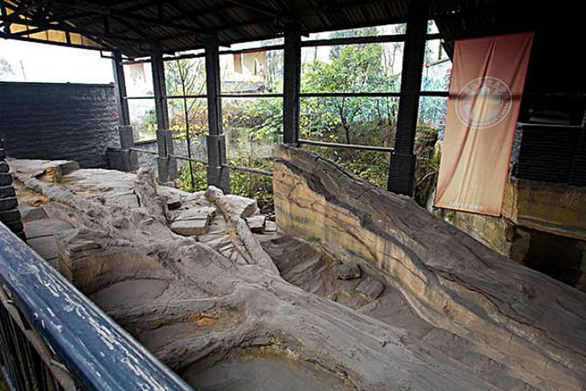 硅化木的原始树木,硅化木和树化石