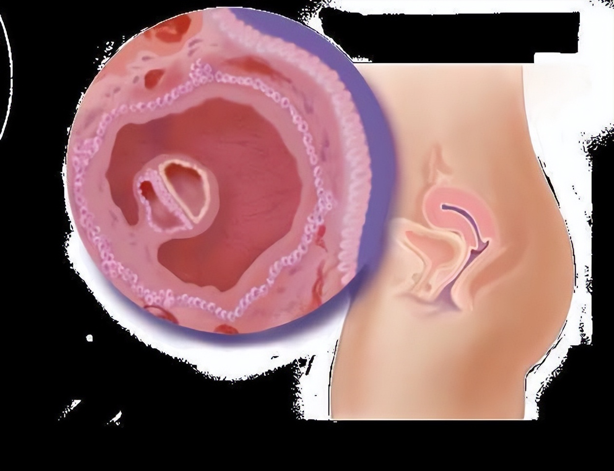 从受孕到分娩约四十周,从受孕到婴儿每天的变化