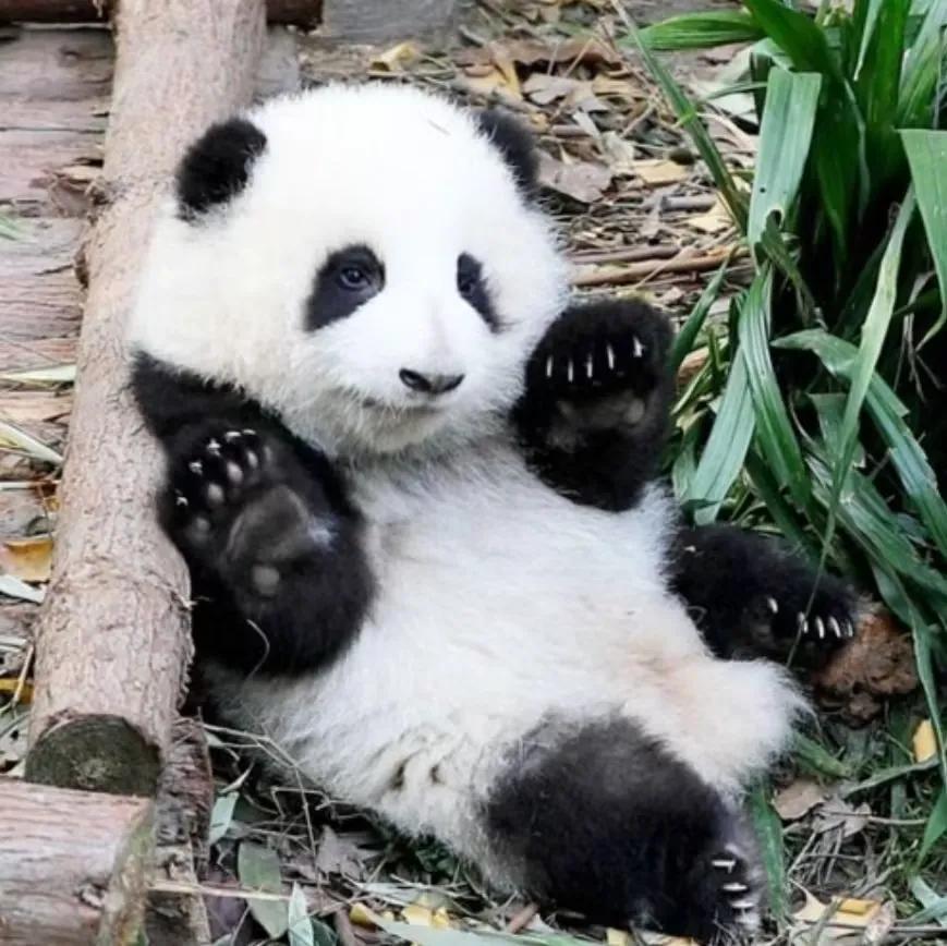大熊猫花花和荷叶的温暖瞬间,国宝大熊猫和花萌萌哒瞬间