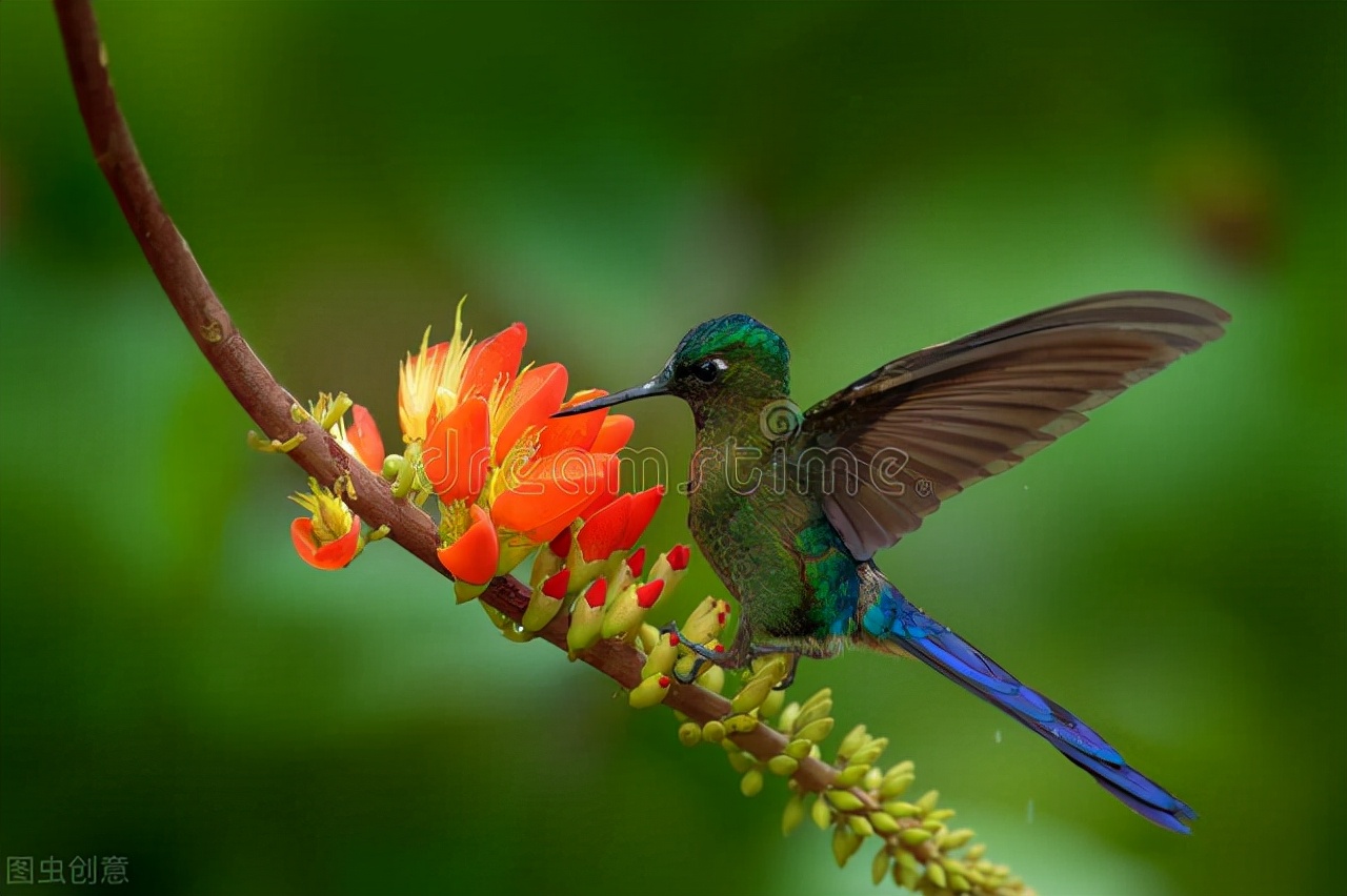 世界各国最稀有的国宝,100个国家国宝动物