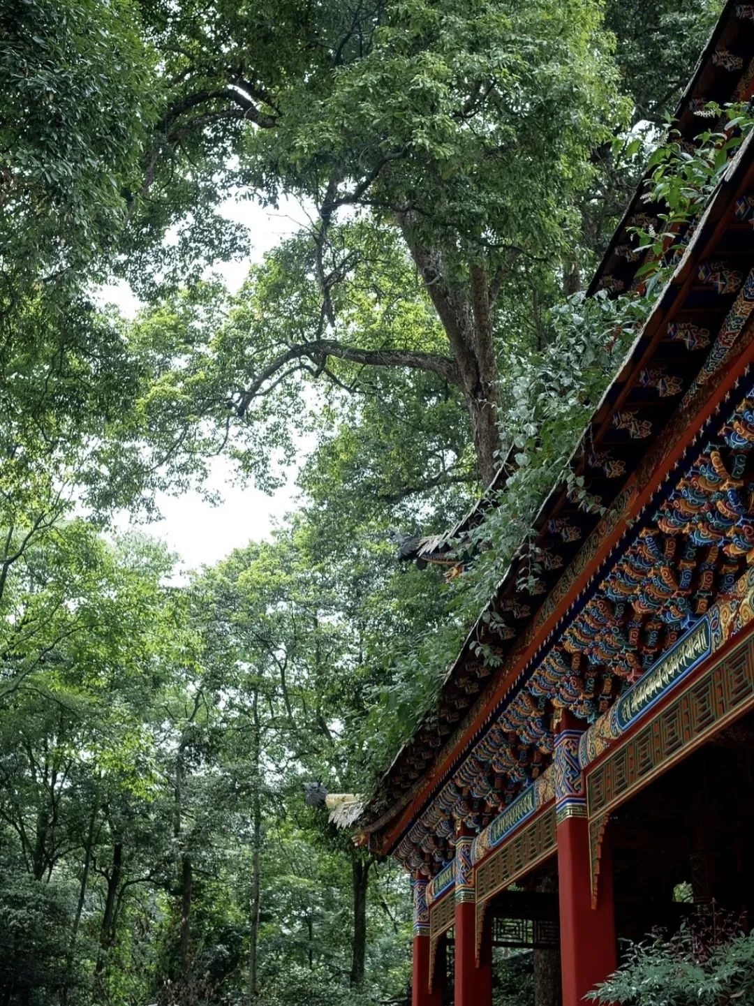 褰窞鐧介箍灏忛晣闇嶆牸娌冭尐,褰窞闇嶆牸娌冭尐