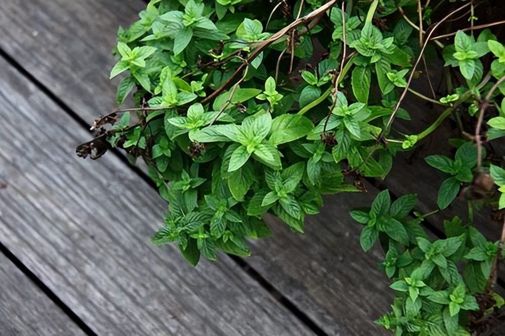 养花有小蚊虫用什么办法可以消灭,家里养花驱蚊虫小妙招