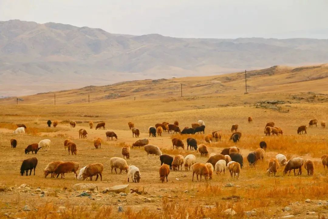 如何辨别羊肉卷是纯的羊肉,冻羊肉卷是怎么卷成的