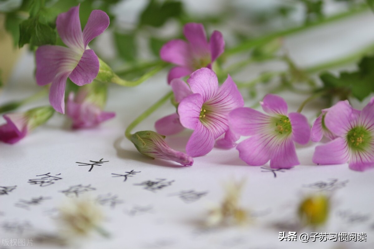 外喜内悲的《诗经·宛丘》是陈柳写的一首表达复兴国家理想的诗