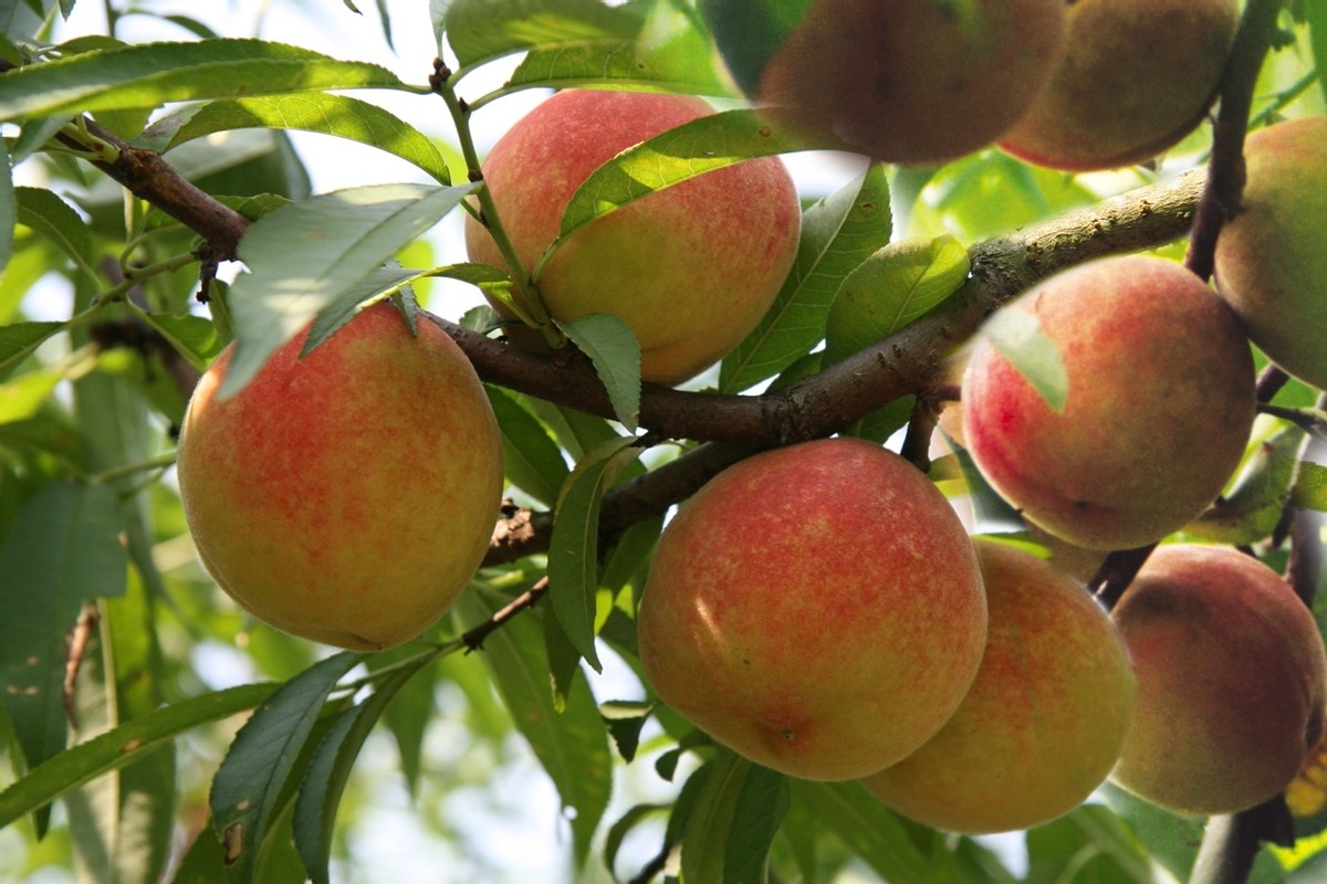 目前全国最好的桃子品种,什么地方的桃子最好吃脆甜的