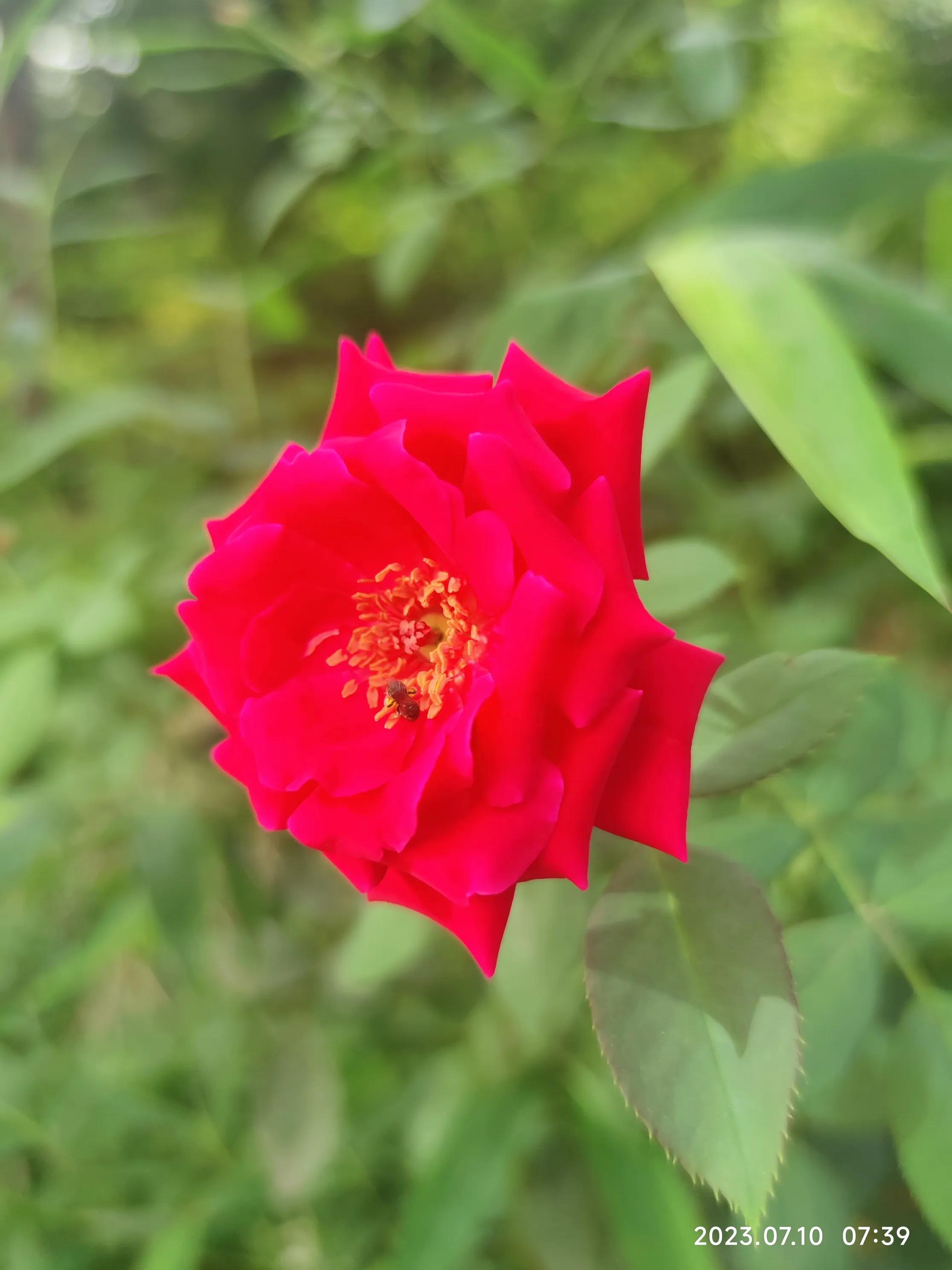 手机拍花如何拍出光斑,如何利用苹果手机拍花