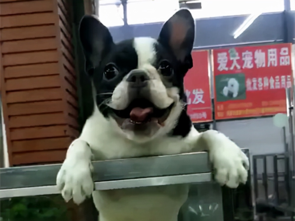 逛宠物店被狗赖上了,路过宠物店被狗狗萌到了