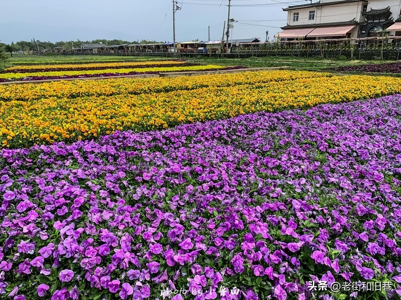玩转云南自由行,昆明大理丽江6天5晚游多少钱