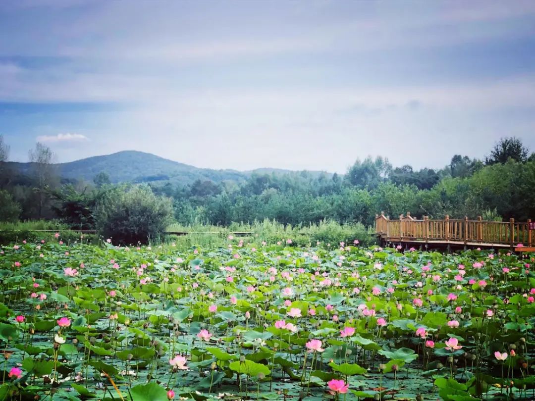 湿地可以开发什么旅游项目,黑龙江旅游必去十大湿地排名