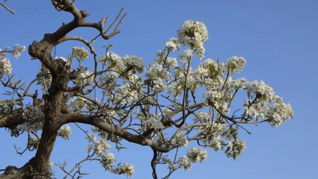 走丝绸之路，品丝路遗珠，寻西域36国（十三）塞外江南，库尔勒