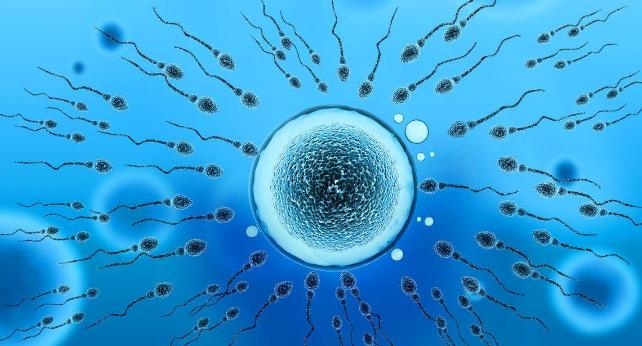 进入女性体内后,没“受精”成功的精子都去哪儿了?既好笑又心疼