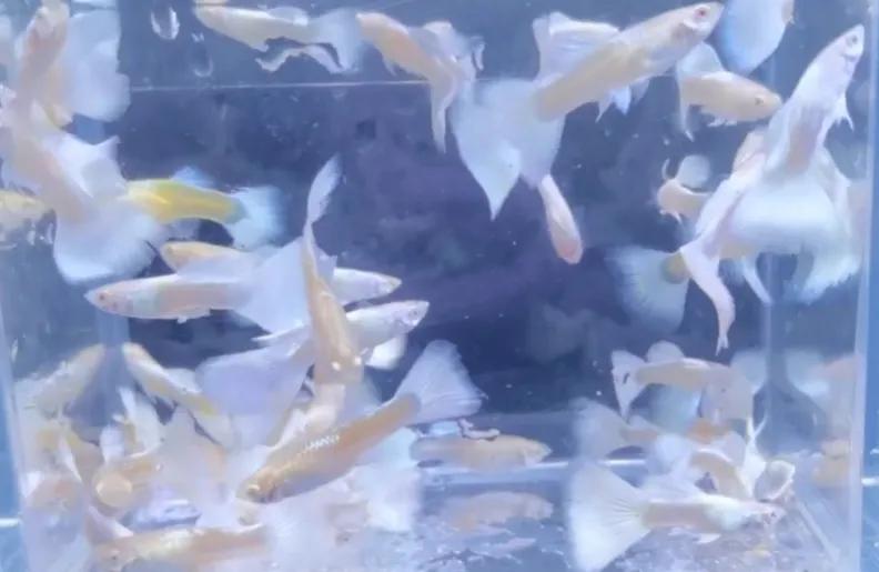 有一种鱼叫孔雀鱼,与孔雀鱼相似的鱼