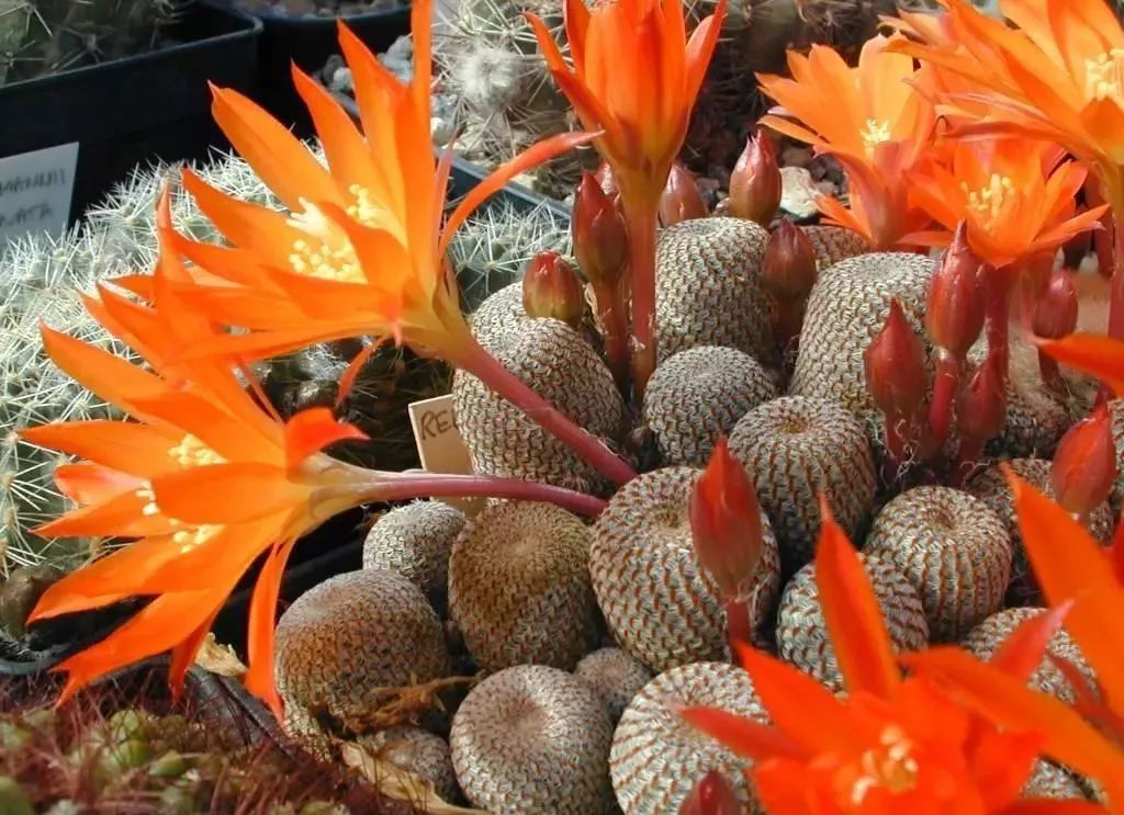 200种·仙人球开花图鉴，大开眼界，美到爆