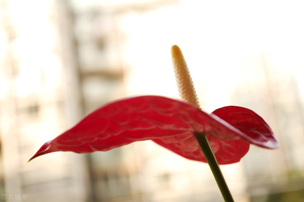 养的红掌黄叶是怎么回事,冬天水培红掌叶子发黄怎么办