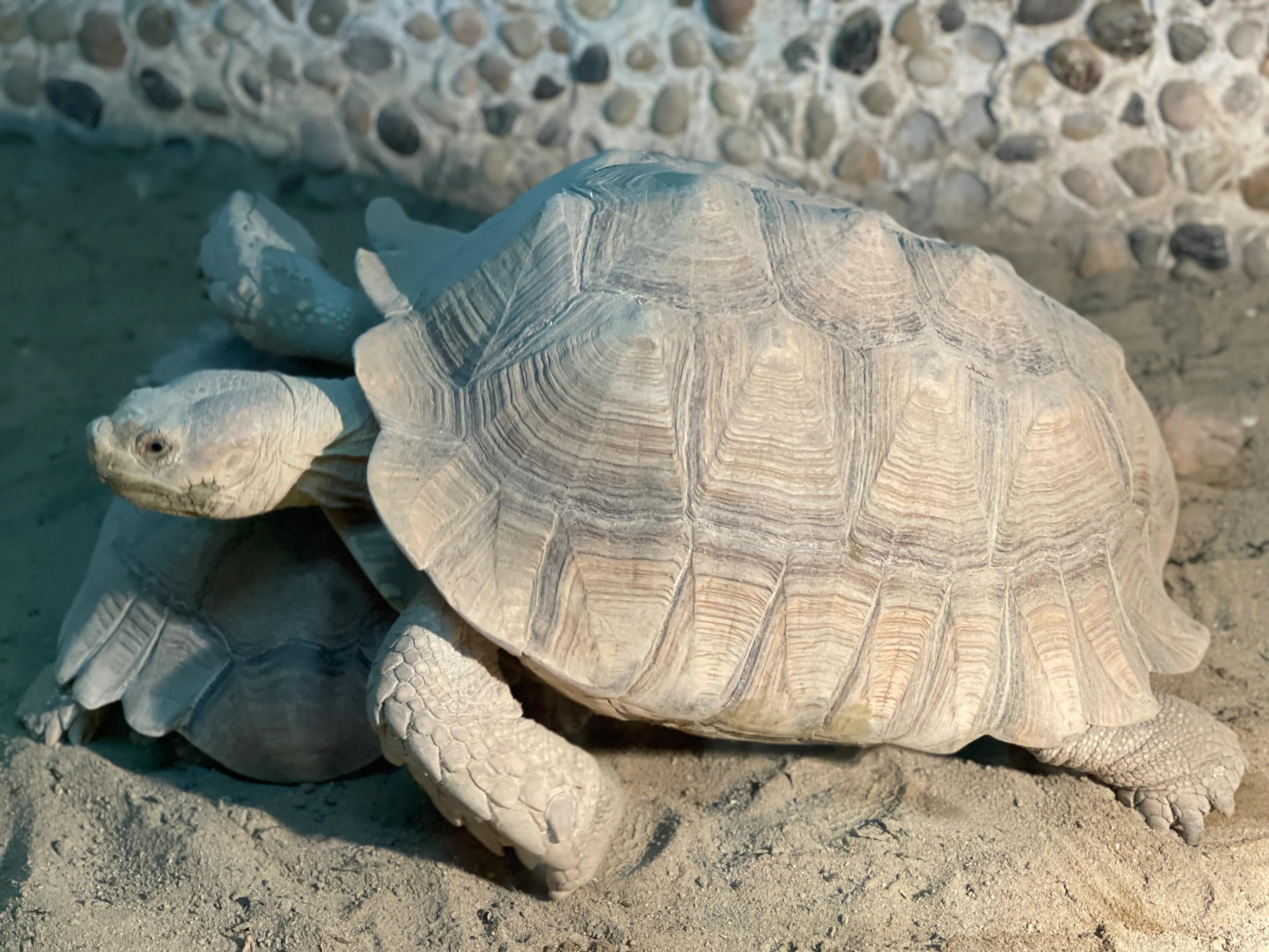 上海大自然野生昆虫博物馆,上海野生昆虫馆门票
