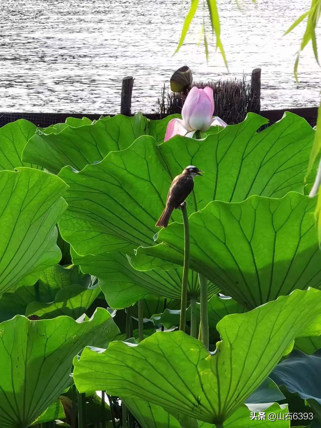 「战友美拍」“荷颂”系列17:陶俊峰的《荷叶之美》