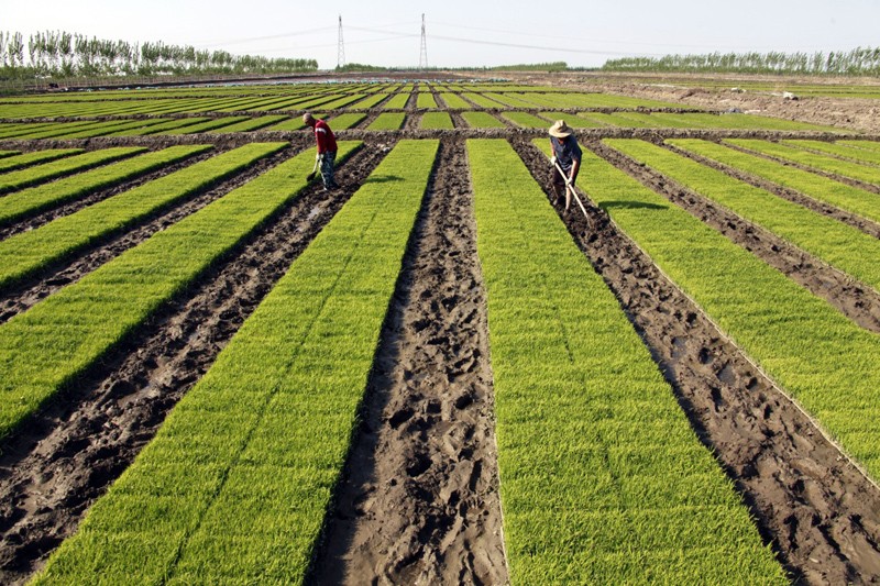 清退令的政策是真的吗,清退令出台60岁以上的农民工咋办