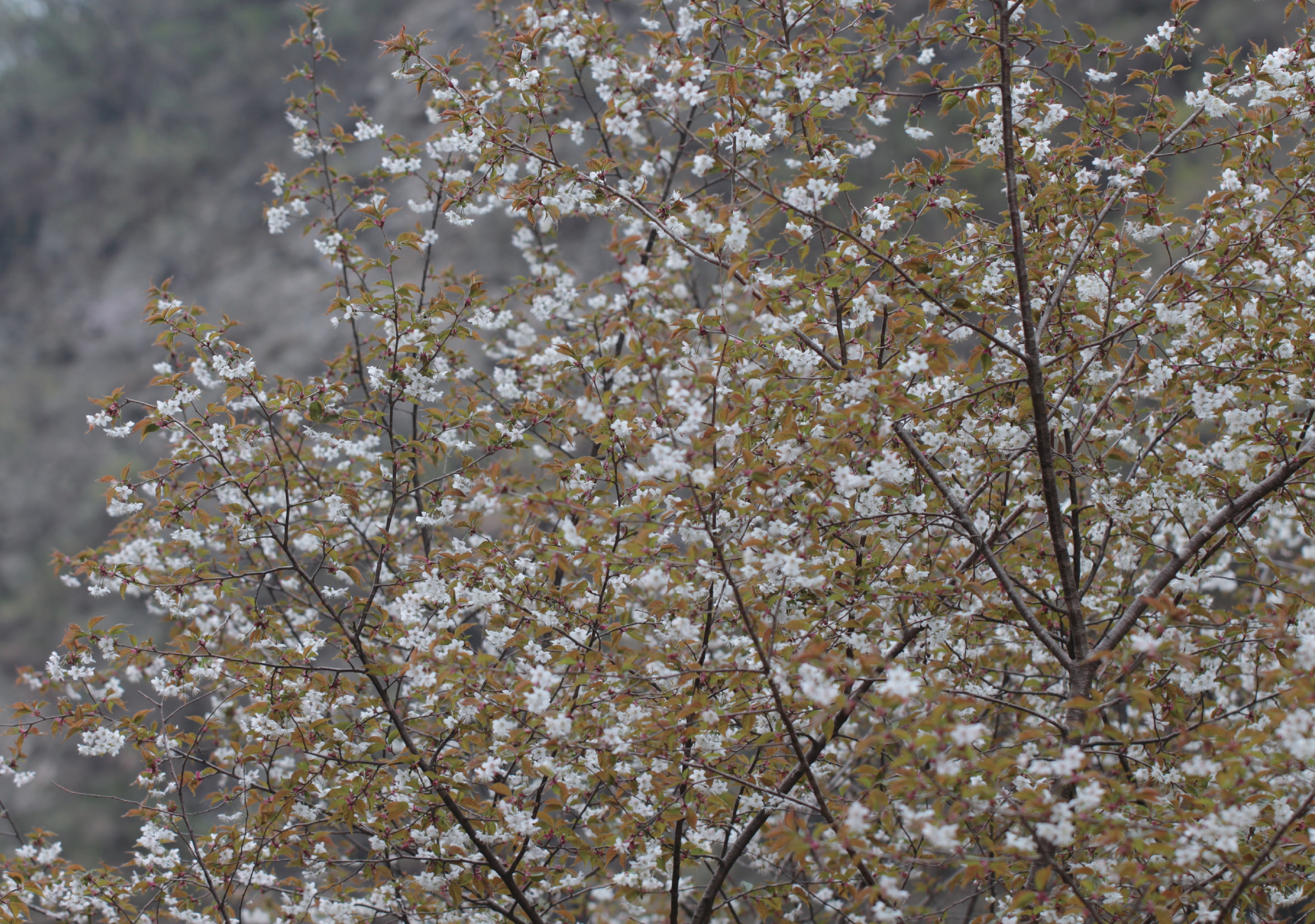 这里有像天鹅的乌头，像棉花的铁线莲，带上这本书，来玉渡山赏花