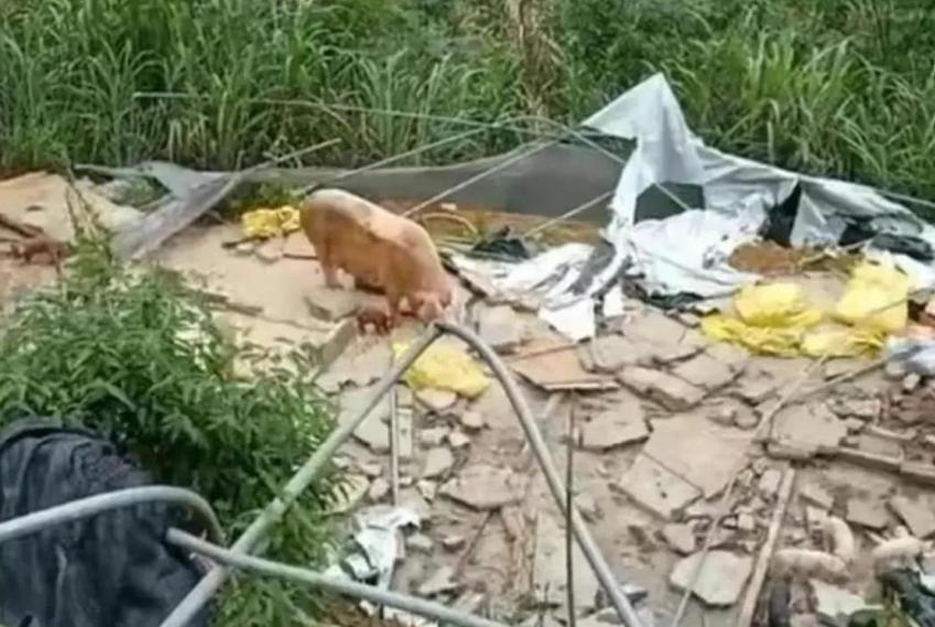 养猪场被强拆事件后续,强拆猪圈卢某后续