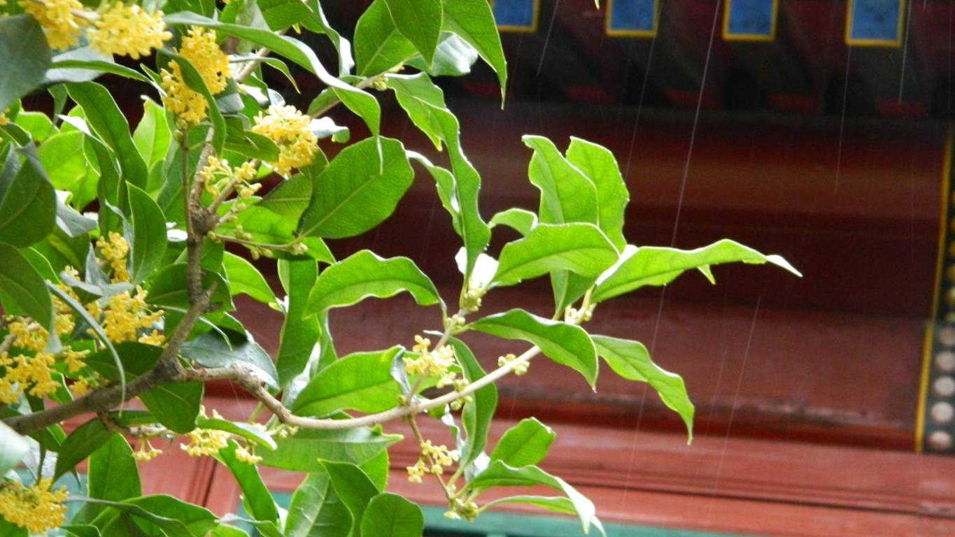 又是一年秋意浓赏桂正当时,金秋赏桂中秋到来之际