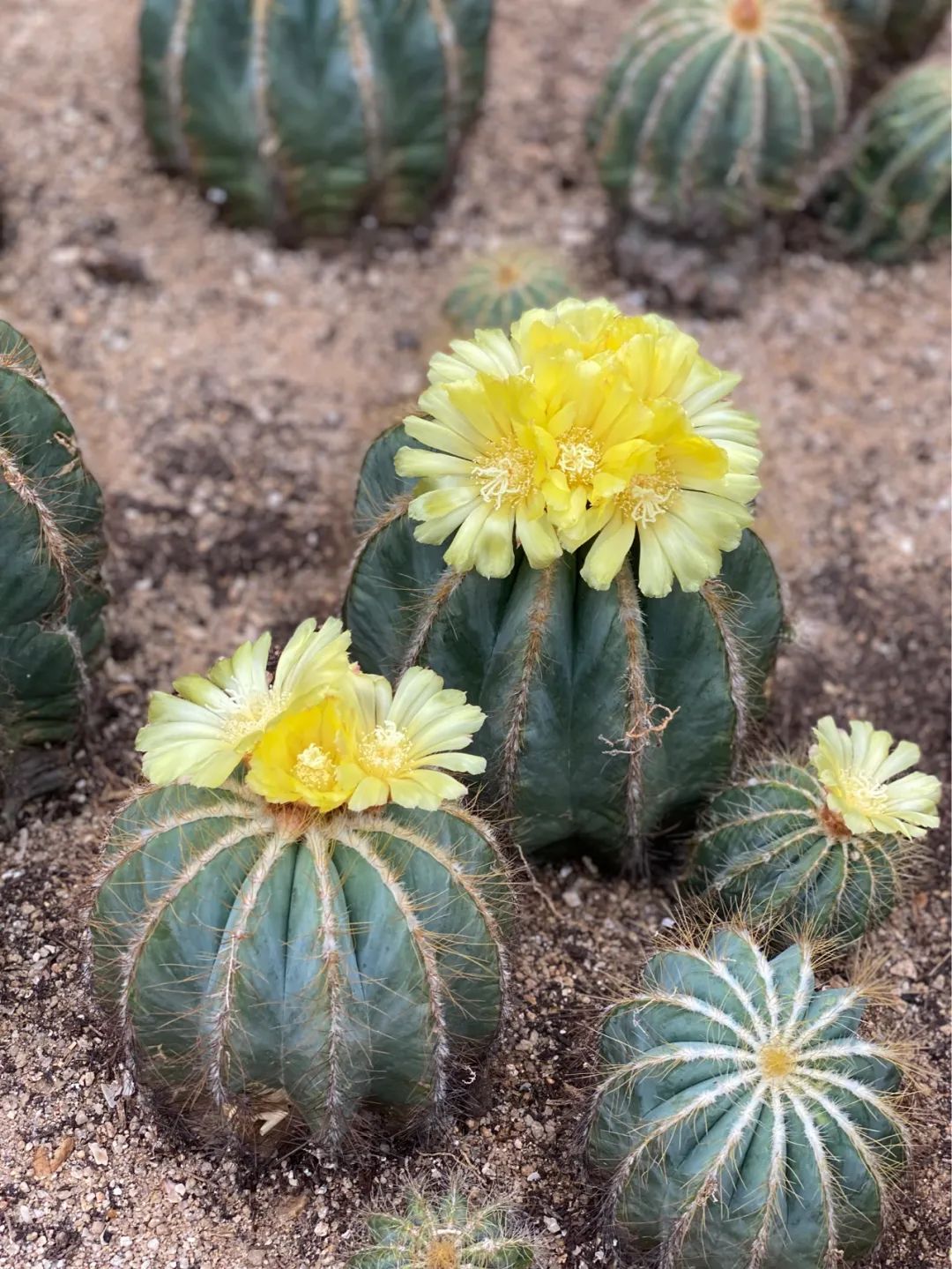 仙人掌花开的如此绚烂,仙人掌开花代表什么