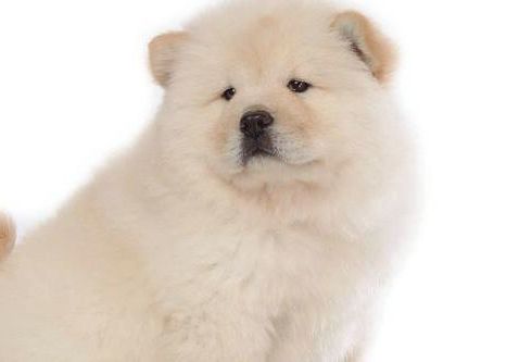 饲养松狮应该注意哪几点,松狮怎么养最合适