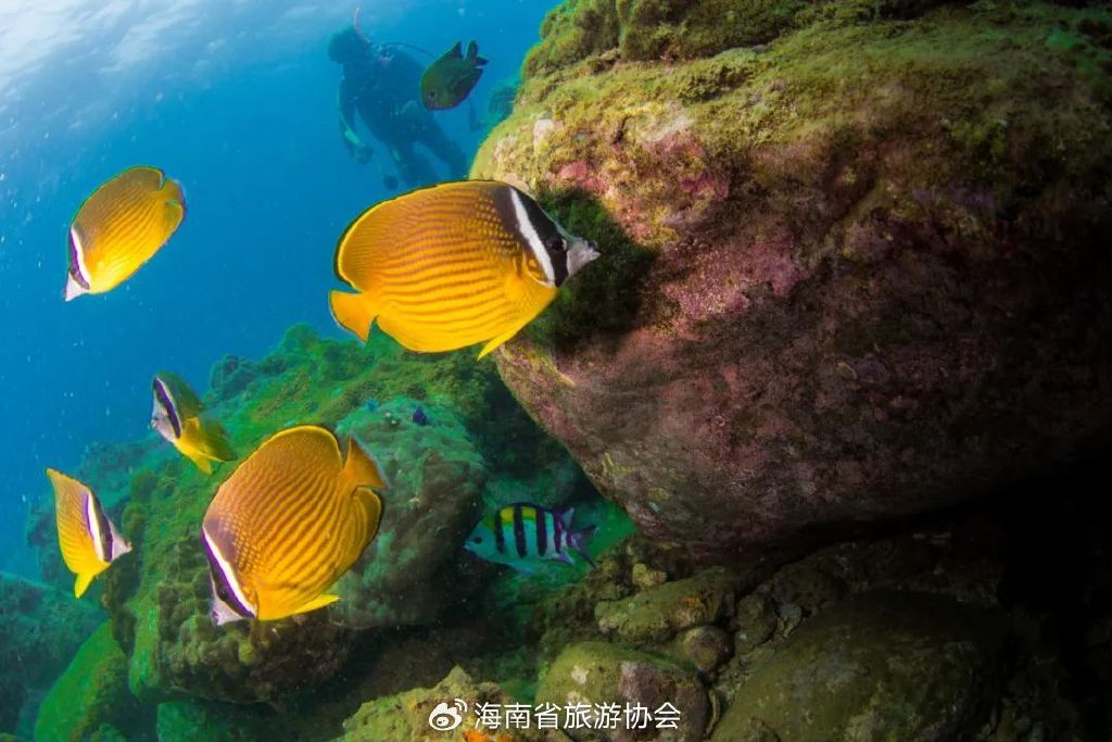 海南分界洲岛旅游区的个人主页,海南省分界洲岛海钓会所