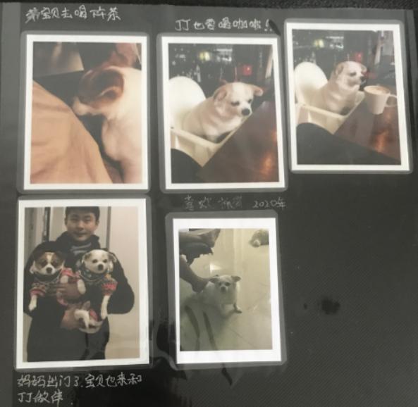 给宠物建方舱医院,给宠物打造基地