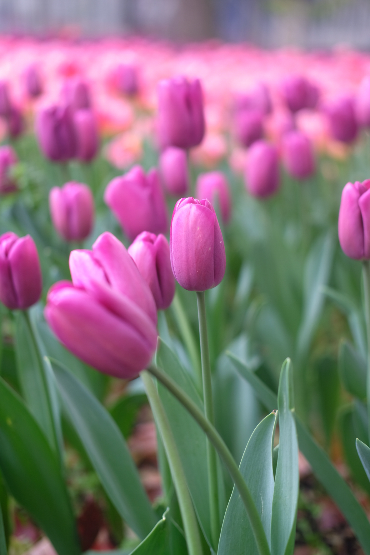 浦东鲜花港旅游景点攻略一日游,上海鲜花港旅游攻略