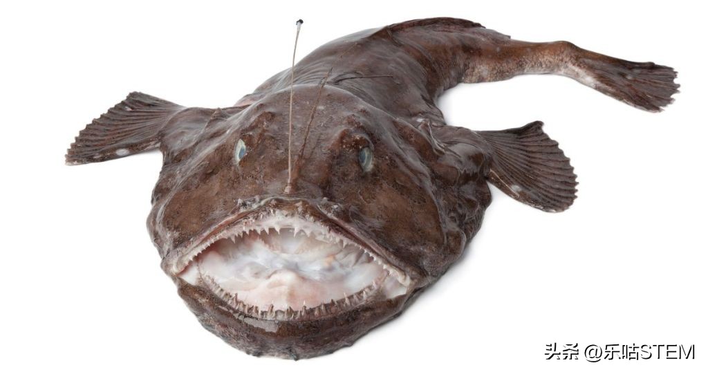 十种世界上最丑的鱼,世界上最丑的鱼和最好看的鱼