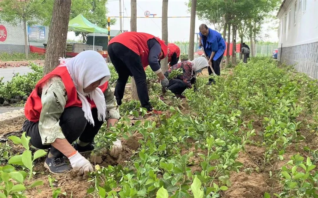 “植”此青绿，大家洼街道绘就生态底色