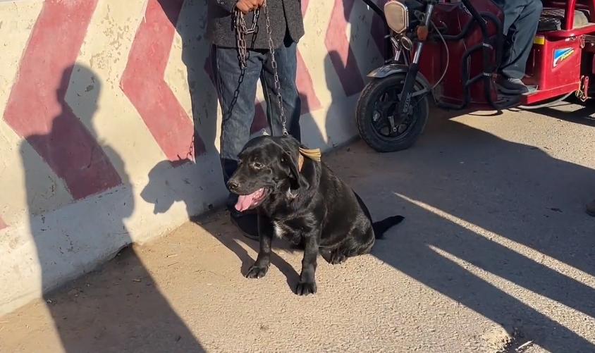 拉布拉多被硬塞进笼子,拉布拉多被关笼子6年