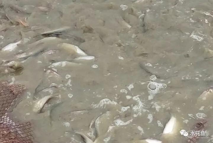 低温水霉怎么治疗,赤皮水霉