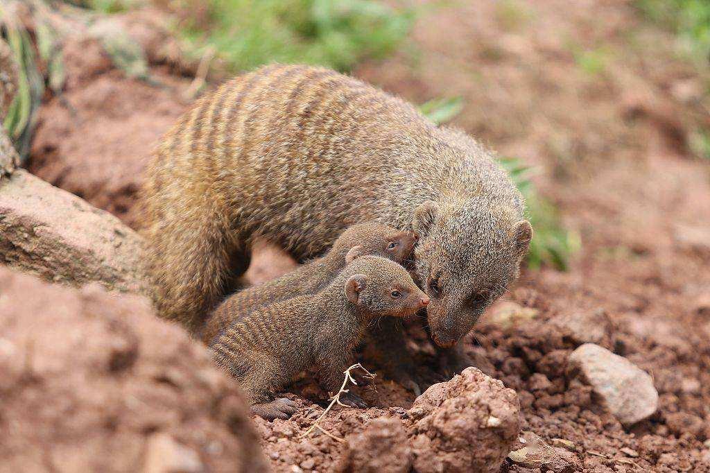 你喜欢什么动物写出它的特点,你喜欢哪些动物用英语怎么说