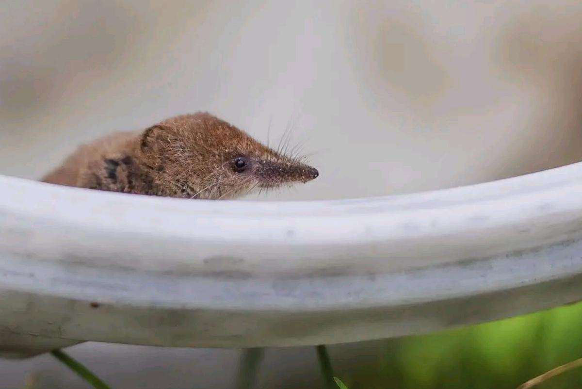 内蒙古出现“尖嘴鼠”，每分钟心脏能跳1200下，哺乳界的用毒高手