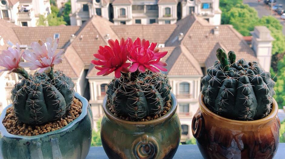 仙人球养护技巧和方法,仙人球的病虫害如何防治呢