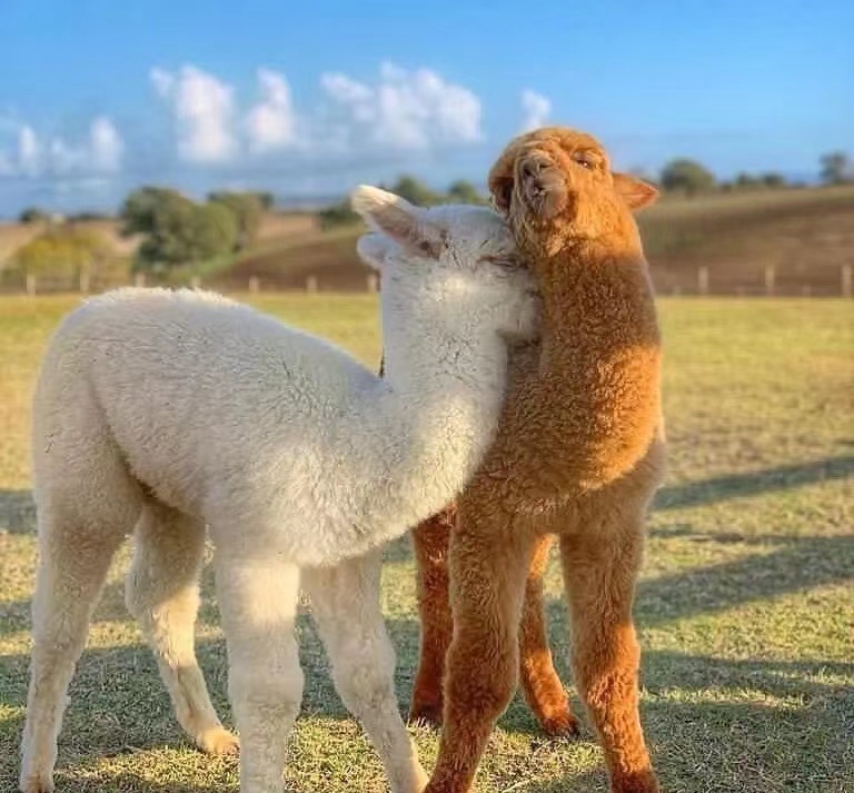 神兽羊驼生活,神兽羊驼介绍